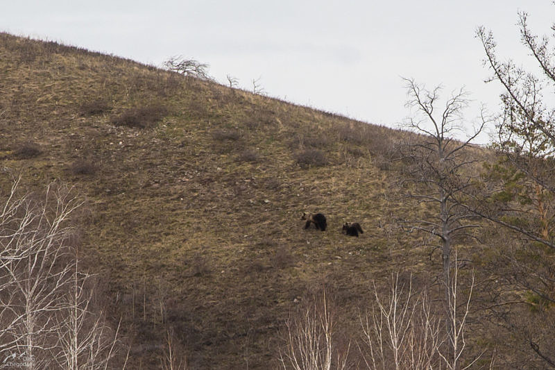Медведи на Зилаирском плато