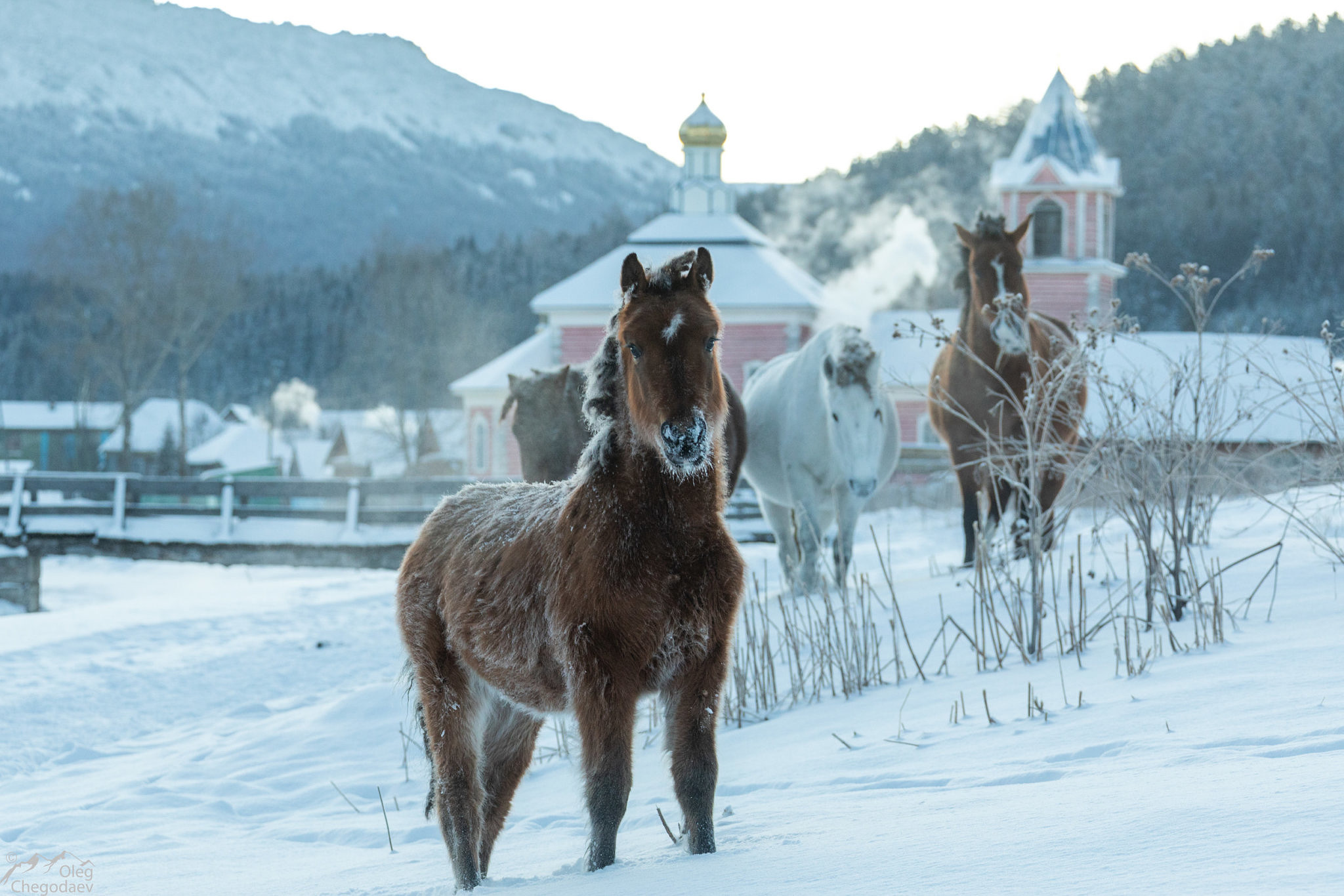 Лошади в деревне Тюлюк