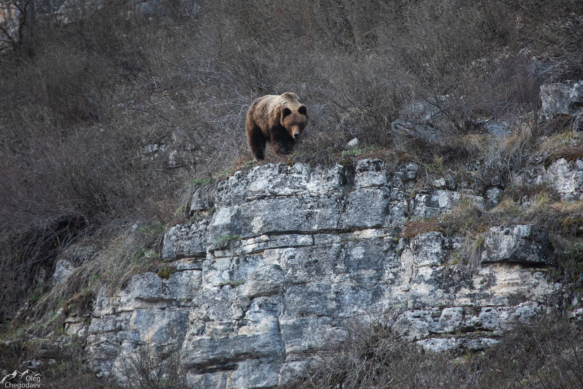 Бурый медведь на скалах